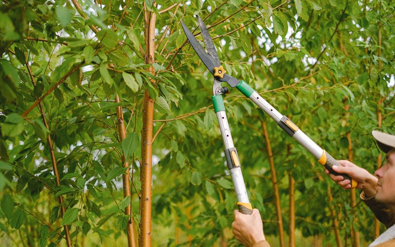 Tree trimming in North Chili, NY