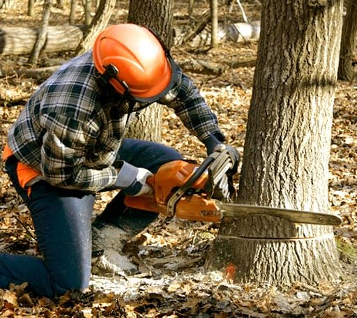 Tree Removal in North Chili, NY